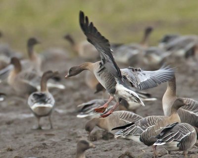 Pink-footed Goose