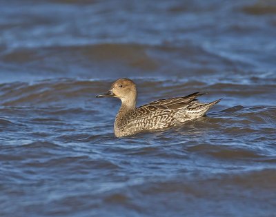 Pintail duck