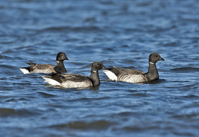 Pale-bellied Brent Geese