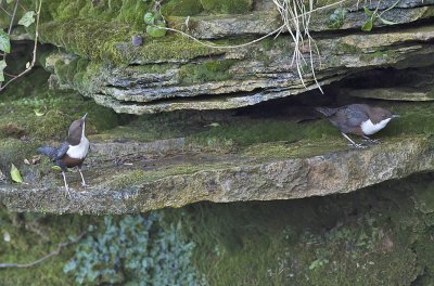 Dippers nest prospecting