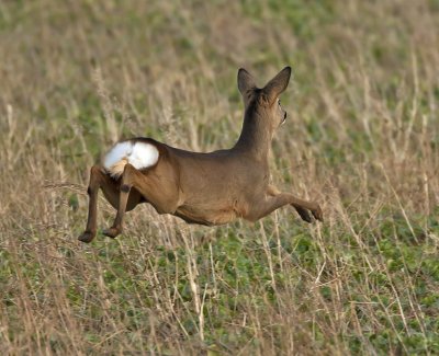 Roe yearling