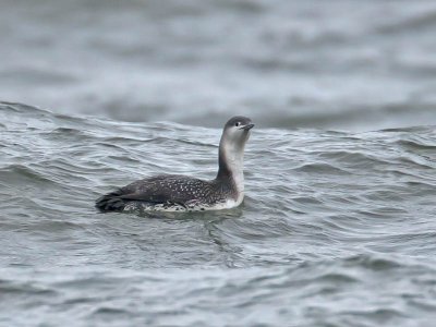 Red-throated Diver