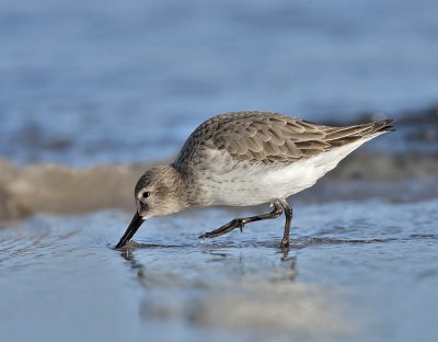 Dunlin