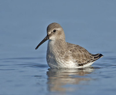 Dunlin