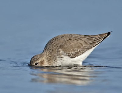 Dunlin