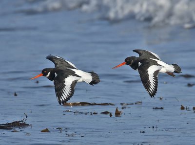 Oystercatchers