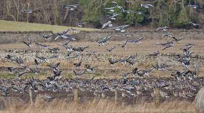 Pink-footed Geese