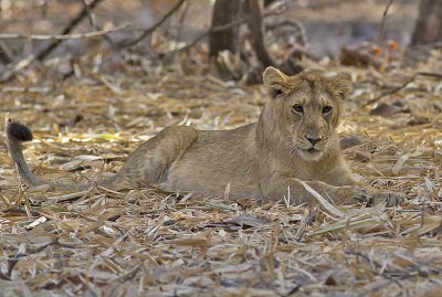Asiatic Lion cub