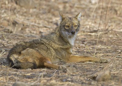 Golden Jackal