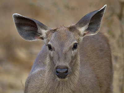 Sambar deer female