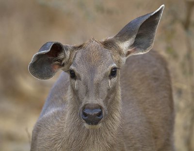 Sambar deer female