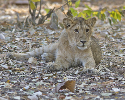 Asiatic Lion cub