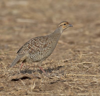 Grey-backed Francolin