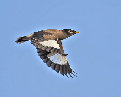 Common Myna