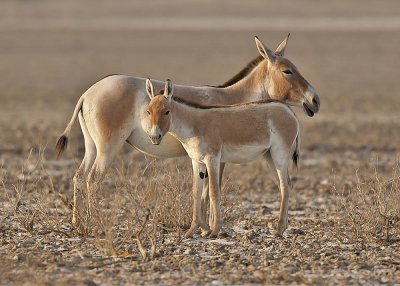 Onager (Wild Ass) mother and foal