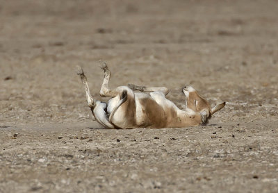 Onager (Wild Ass) foal dust bathing