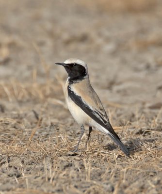 Desert Wheatear