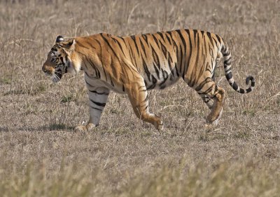 Tiger male