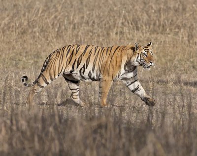 Tiger male