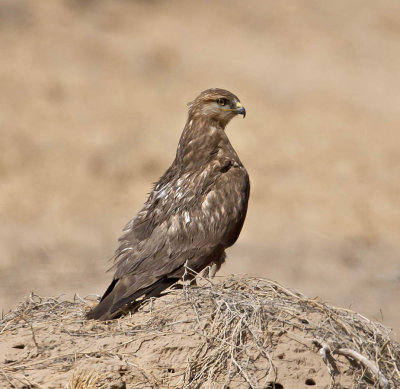 Long-legged Buzzard