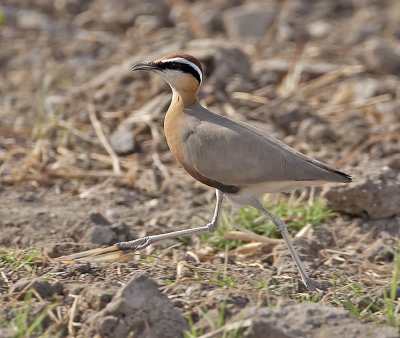 Indian Courser