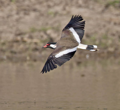 Red-wattled Lapwing