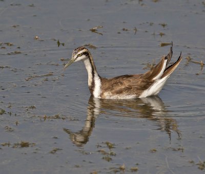 Pheasant-tailed Jacana (juvenile)