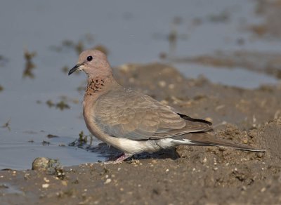 Palm Dove