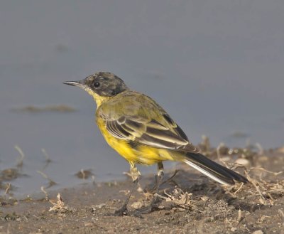 Yellow Wagtail (juvenile)