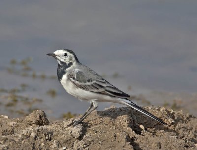 White-browed Wagtail