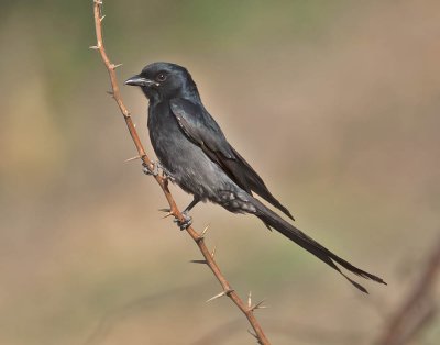 Black Drongo