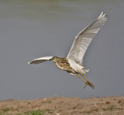 Indian Pond Heron