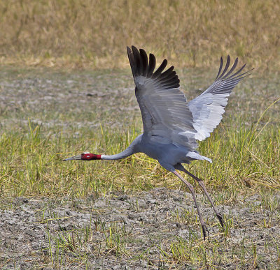 Sarus Crane