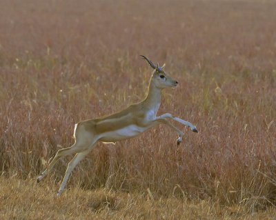 Black Buck (young male)