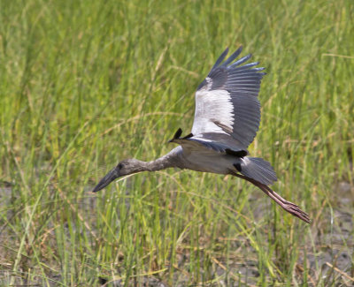 Asian Openbill