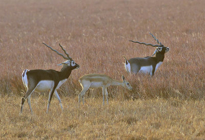 Black Bucks