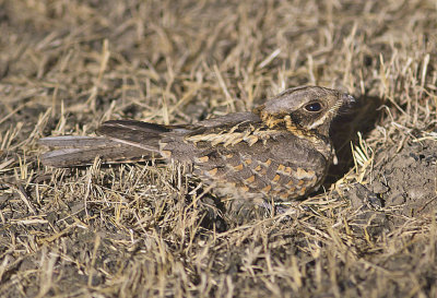 Indian Nightjar