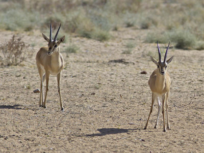 Indian Gazelles