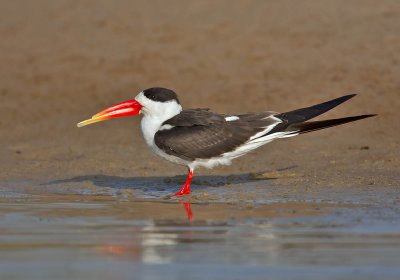 Indian Skimmer