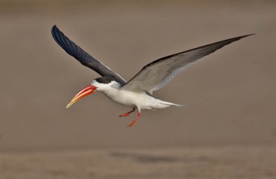 Indian Skimmer