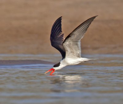 Indian Skimmer