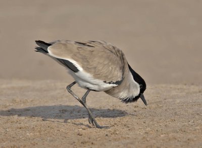 River Lapwing