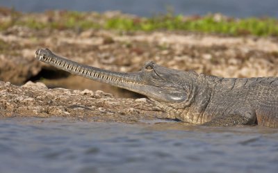 Gharial