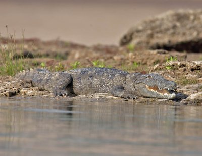 Mugger Crocodile