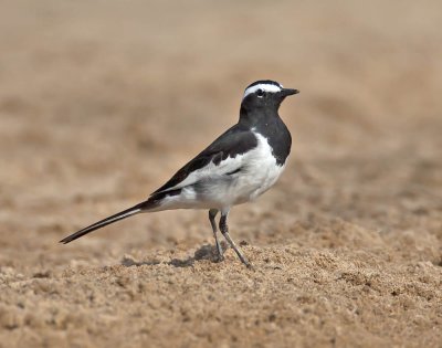 White-browed Wagtail