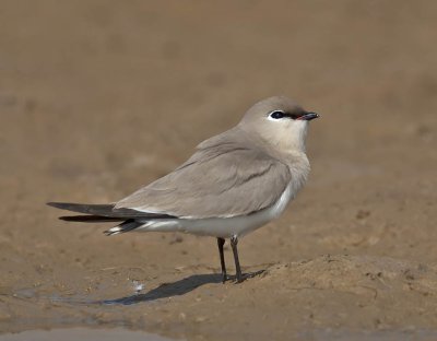 Small Pratincole