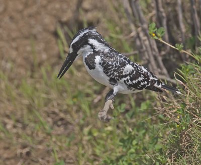 Pied Kingfisher