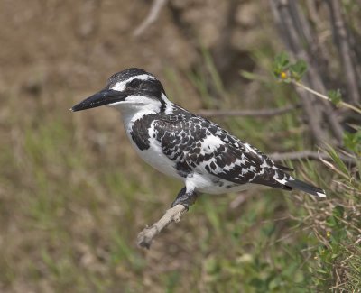 Pied Kingfisher