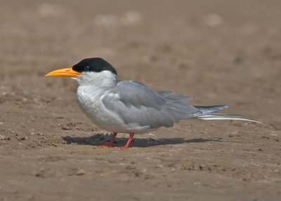 River Tern