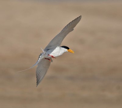 River Tern